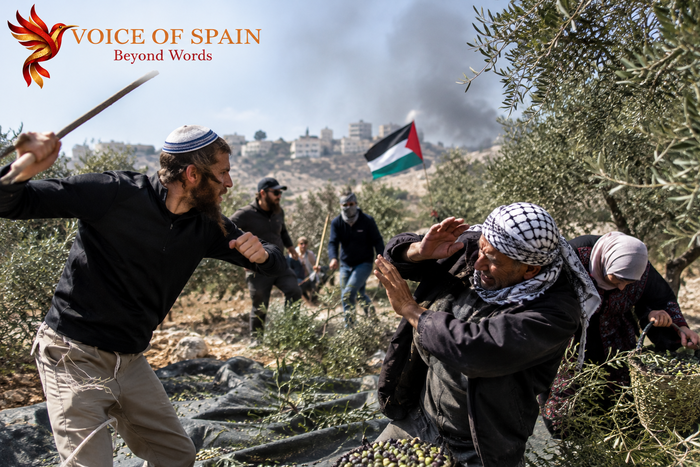 Violence Escalates in the West Bank as Israeli Settlers Attack Palestinian Olive Harvesters