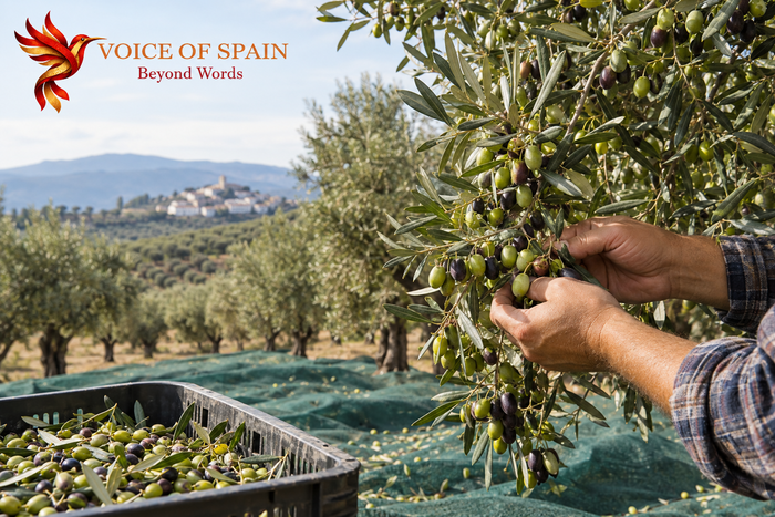 La Cosecha de Aceite de Oliva en España Aumentará un 23 %, Mientras los Agricultores Alertan de la Caída de los Precios